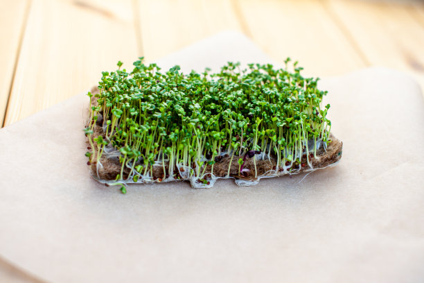 微型绿色芥末，芝麻菜和其他植物的家庭特写。图片下载