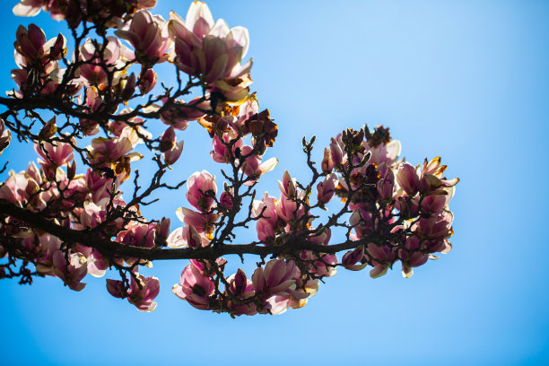 玉兰枝头蓝天，春意盎然，图片下载