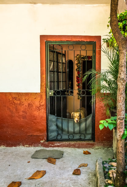 土色狗站在那里，透过铁门望着外面，在敞开的前门站岗图片下载