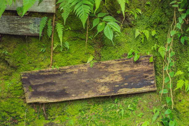 巴厘苔藓背景旅游巴厘岛概念图片下载