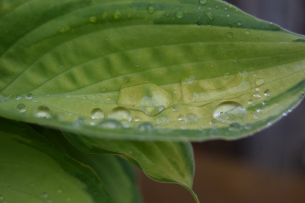 水的叶子图片下载