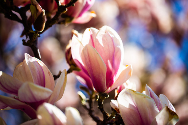 玉兰枝头带着蓝天，春天，图片下载