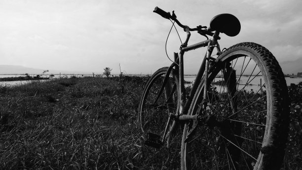 稻田里的旧自行车图片下载