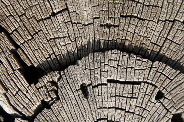 木质横截面。抽象的木材纹理背景。图片下载