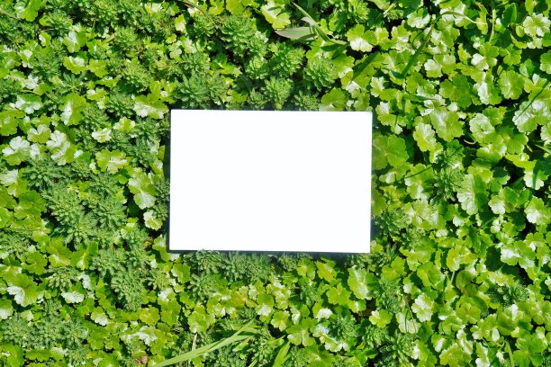 两种绿色水生植物的空白矩形标题框架的模型图片下载