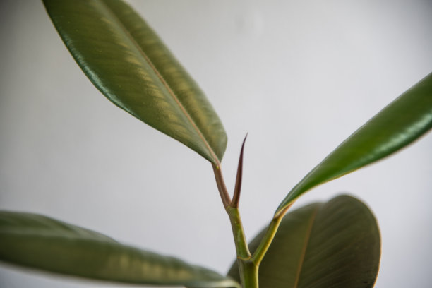 灰色背景上的绿色橡胶植物。图片下载