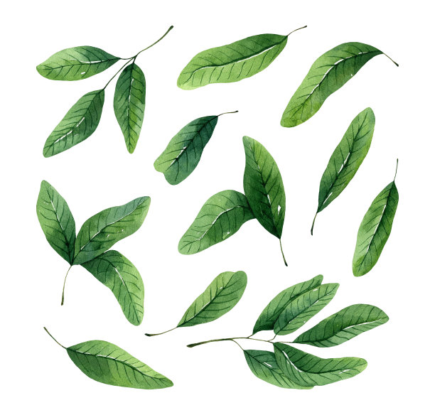 一组绿色树叶和小树枝的水彩画图片下载