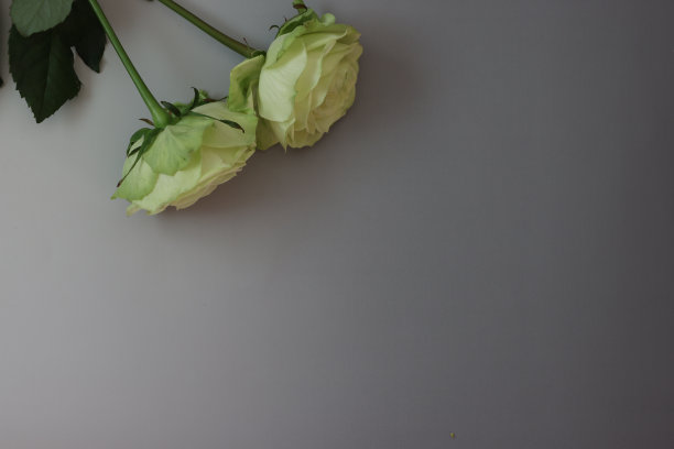 灰色渐变背景中的玫瑰图片下载