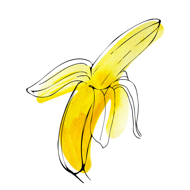 成熟香蕉的水彩插图与墨水孤立在白色图片下载