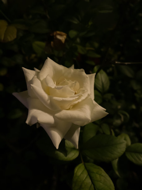 白色的花图片下载