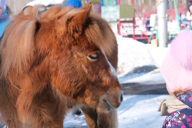 冬天，在户外，小马和小女孩互相对视图片下载