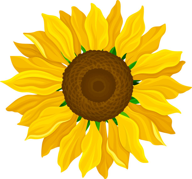 圆头黄花或向日葵图片下载