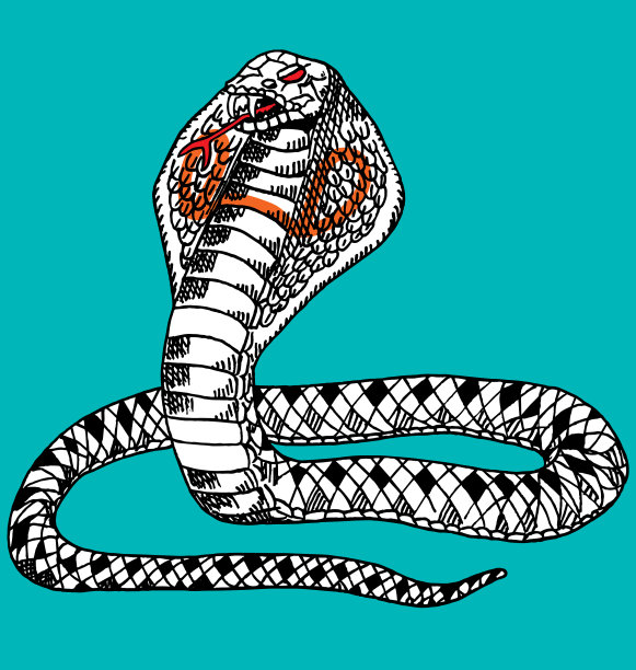 描绘一条naja蛇即将袭击图片下载