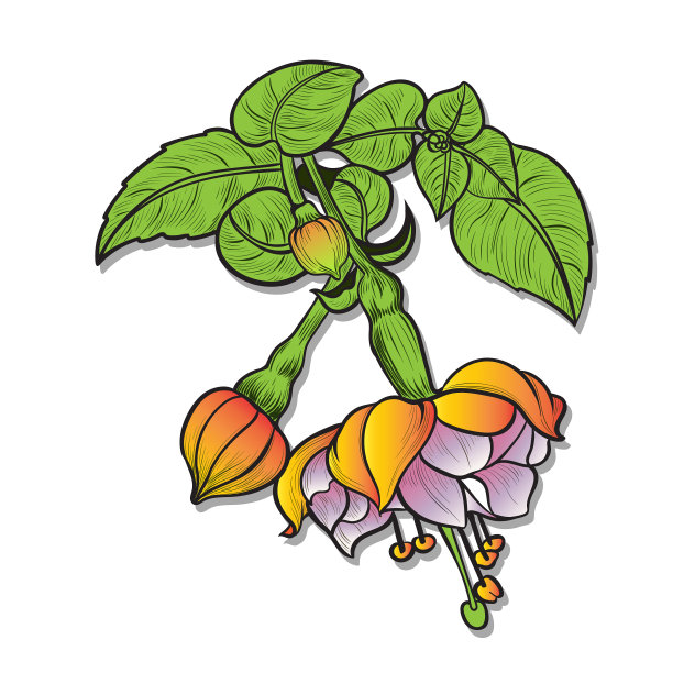 紫红色的花和花蕾组成装饰图片下载