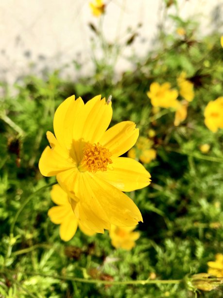 黄色的花图片下载