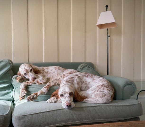 挪威奥斯陆，英国赛特人在沙发靠背上休息图片下载