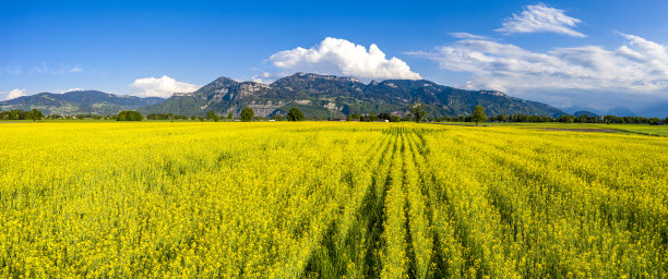 在油菜籽地里图片下载