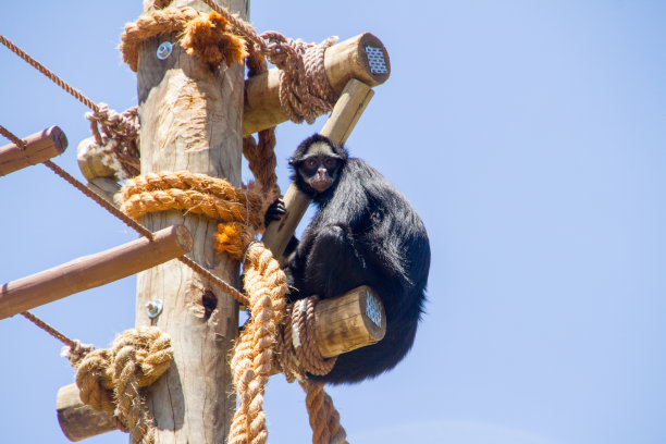 里约热内卢的一根钢管上的猴子图片下载