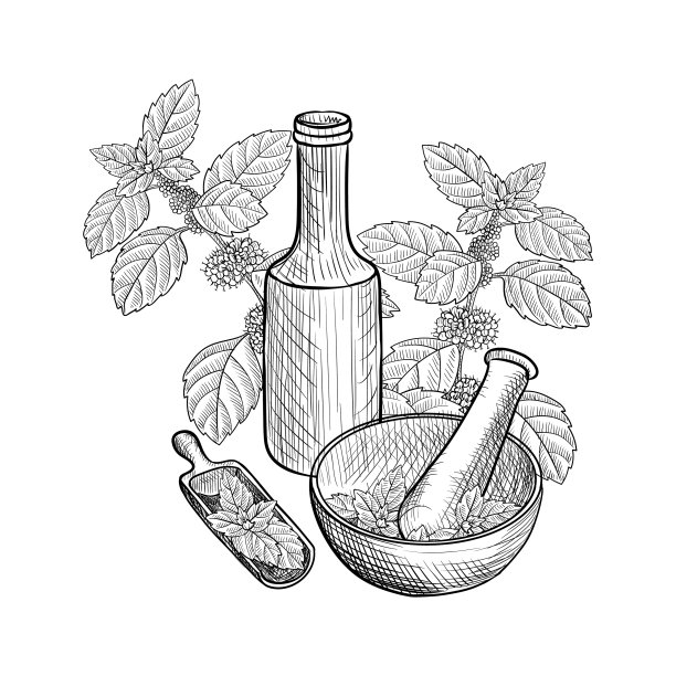 提取薄荷精油图片下载