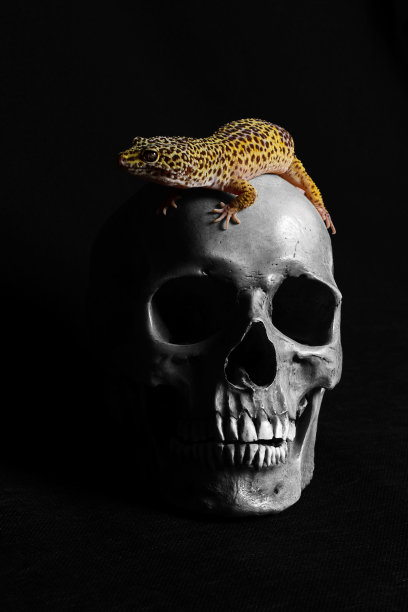 人类头骨和一个壁虎在黑色的背景图片下载