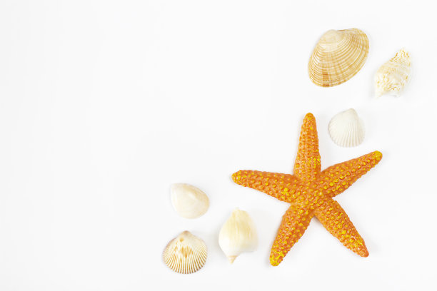 白色背景上的橙色海星和贝壳图片下载