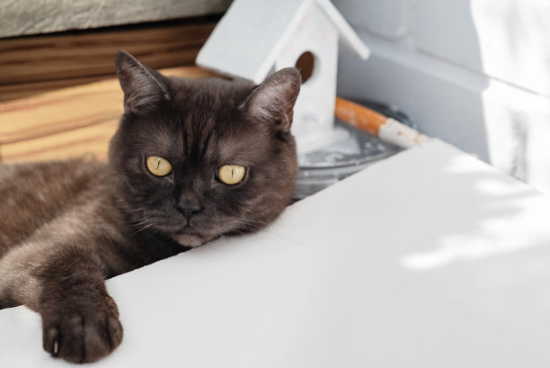 可爱的黑猫假装帮忙把墙漆成白色。家装、装修图片下载