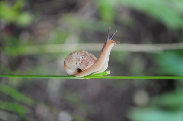 长触角和螺旋壳的蜗牛，由植物茎爬行。大自然的微距镜头图片下载