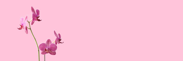 粉彩背景的兰花横幅。图片下载