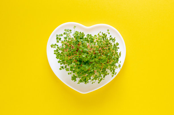 小的微绿色植物放在白色盘子里，呈心形。黄色背景。有选择性的重点。图片下载