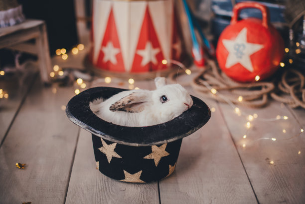 马戏团里的兔子图片下载