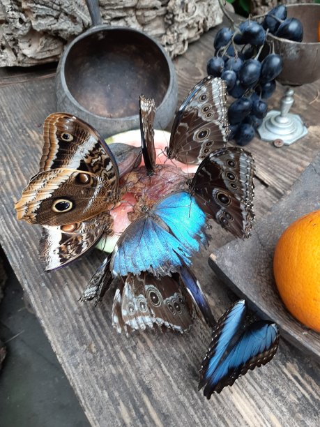 美丽的蝴蝶图片下载