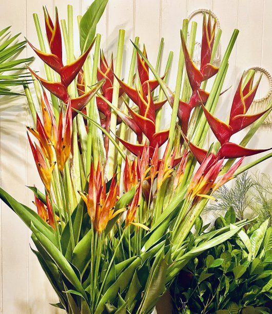 桔红色和黄色的向日葵热带植物图片下载