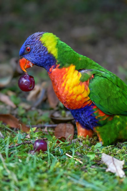 饥饿的彩虹吸蜜鹦鹉图片下载