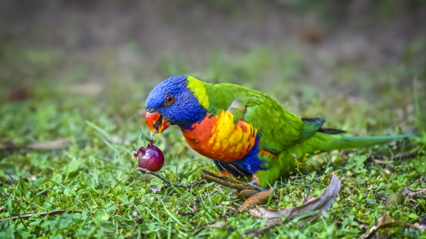 饥饿的彩虹吸蜜鹦鹉图片下载