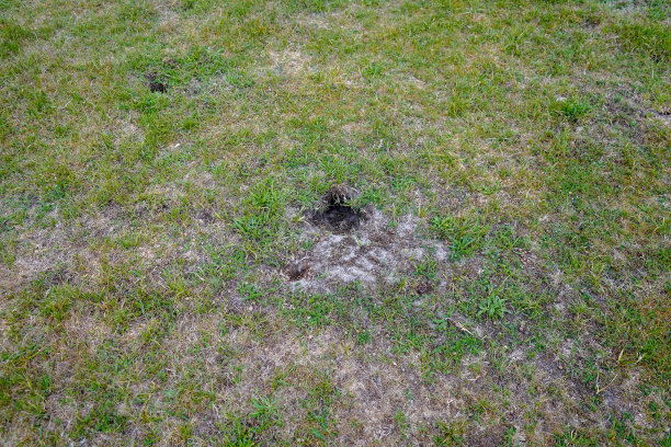 草原上一个小兔子洞的特写图片下载