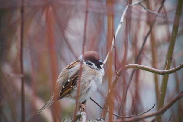 麻雀在冬天栖息在树枝上图片下载