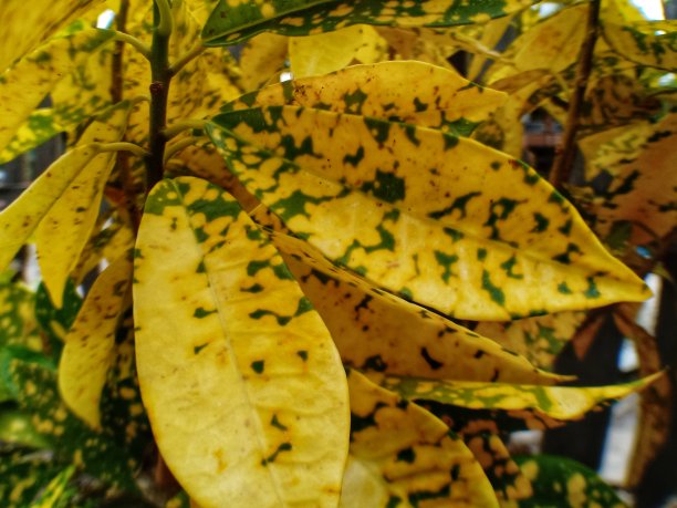 观赏植物的叶子是黄色和绿色的图片下载