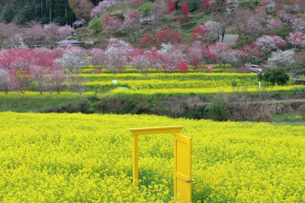 西川花卉公园(高知县河南市)油菜田黄门图片下载