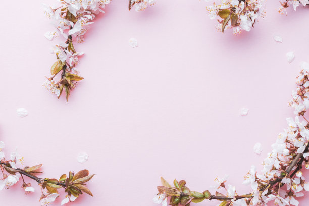 樱桃树开花。四月的花的自然和春天的樱花盛开在柔和的粉红色的背景。3月8日的横幅，复活节快乐，有文字的地方。春天的概念。前视图。平的。图片下载