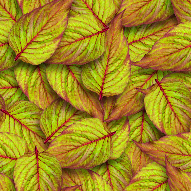 青葙叶无缝隙花纹。叶子的杂乱排列。明亮的多汁的蔬菜。图片下载
