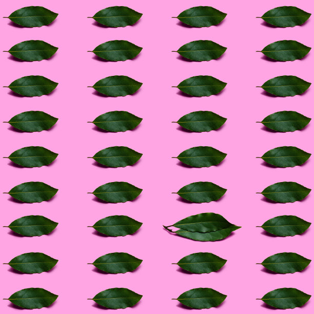图案与月桂叶在柔和的粉红色背景。最小的装饰为印花。情人节的概念。平坦的绿叶。前视图。图片下载