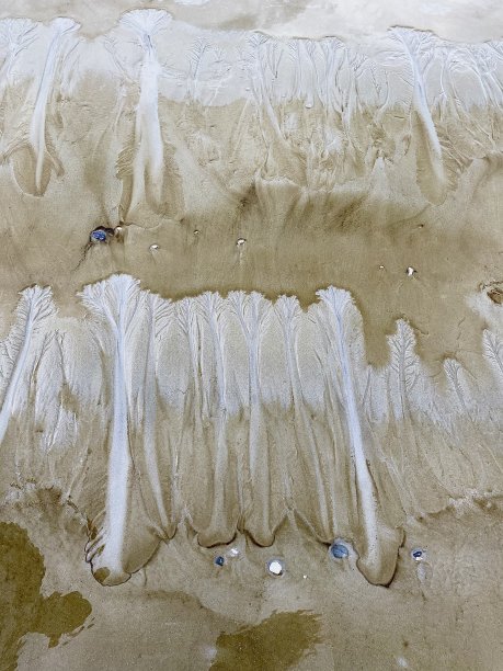 沙滩的树木图片下载