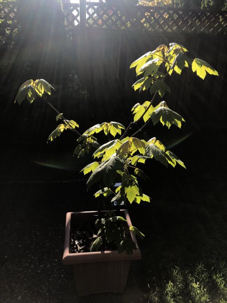 花园枫树图片下载