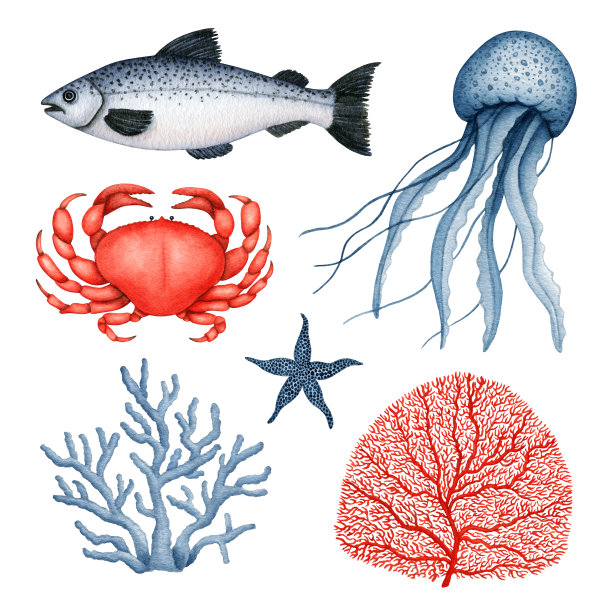 水彩画水下野生动物集。水母，螃蟹，海星，珊瑚，海草和鱼。海洋生物的收藏。手绘海洋剪贴画，设计元素孤立图片下载