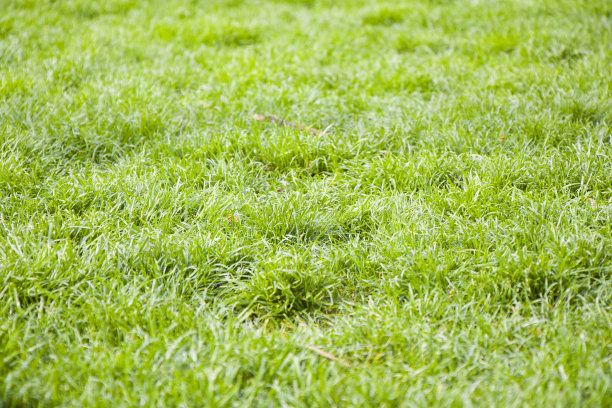 绿草的背景图片下载