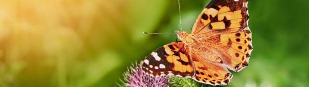 一只蝴蝶坐在牛蒡花上，在一个阳光明媚的夏日横幅全景图片下载