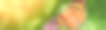一只蝴蝶坐在牛蒡花上，在一个阳光明媚的夏日横幅全景图片下载