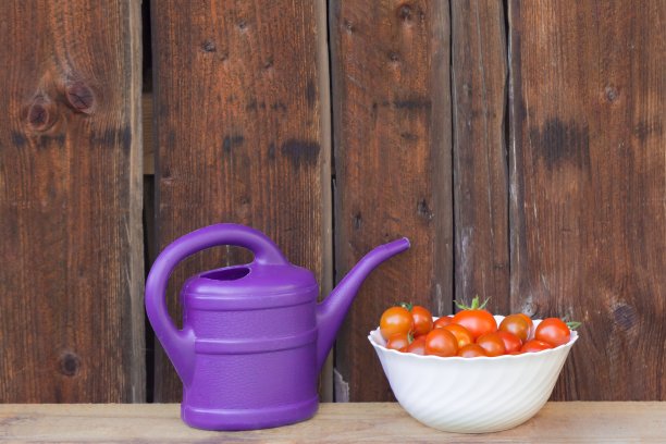 在白色的碗里收获红色的西红柿，然后用紫色的喷壶浇水图片下载