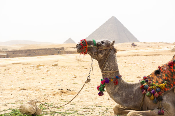 吉萨大金字塔的骆驼图片下载