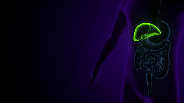 肝脏3D插图人体消化系统解剖图片下载